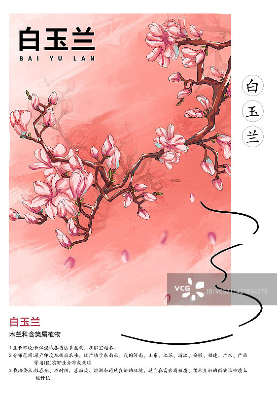 白玉兰花传统节日海报图片素材