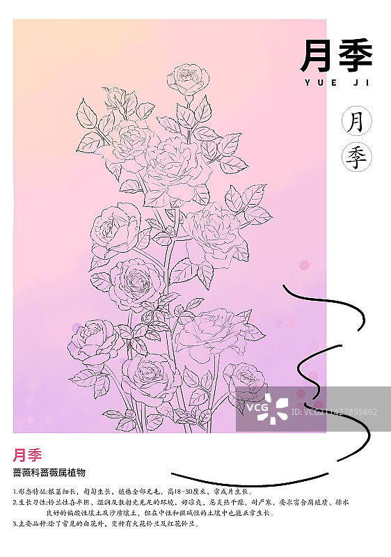 月季花线稿版式设计图片素材