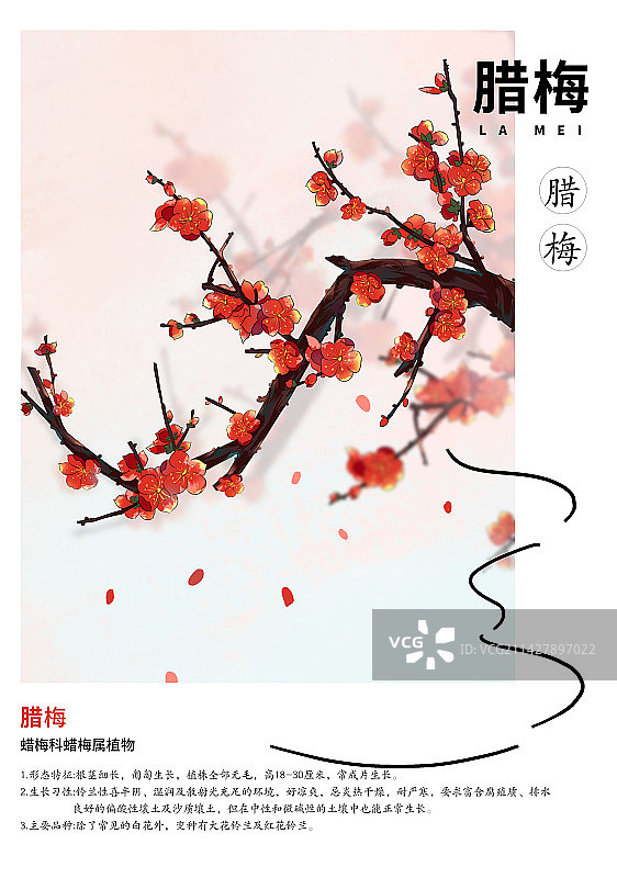腊梅节气插画设计海报图片素材