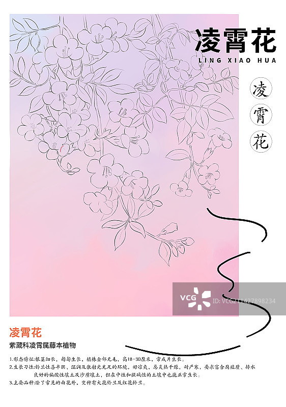 凌霄花线稿插画设计海报图片素材