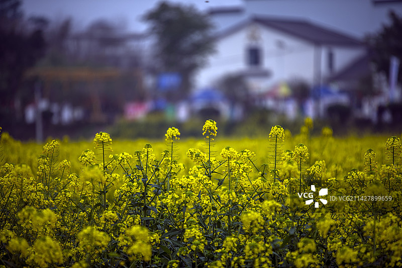 泸州市泸县谭坝村粮油基地油菜花海图片素材