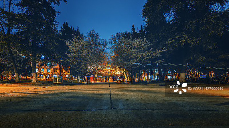夜色光影中的校园里的樱花大道+南京林业大学（南京）图片素材
