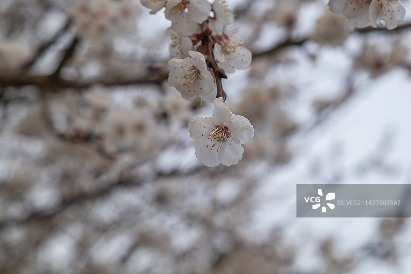 春风吹开了繁花，春意挂满了枝头图片素材