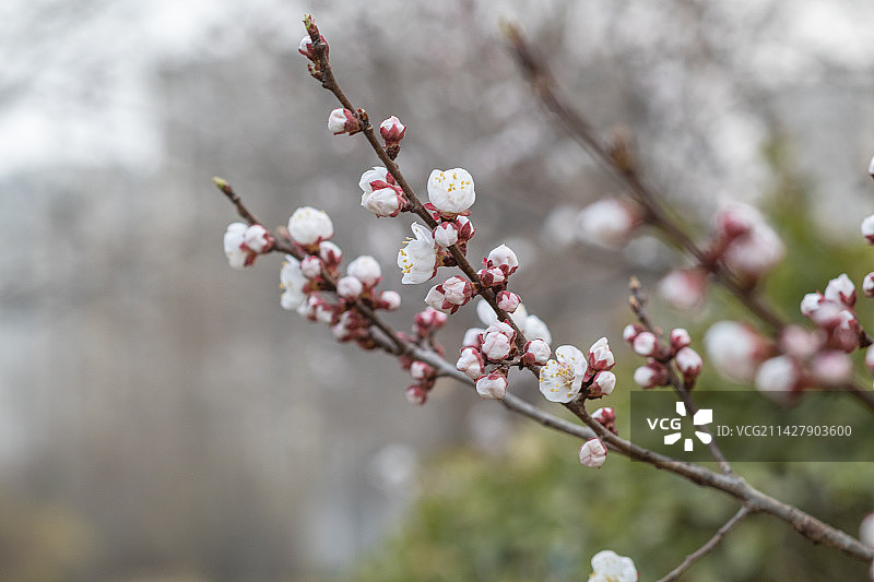 春风吹开了繁花，春意挂满了枝头图片素材