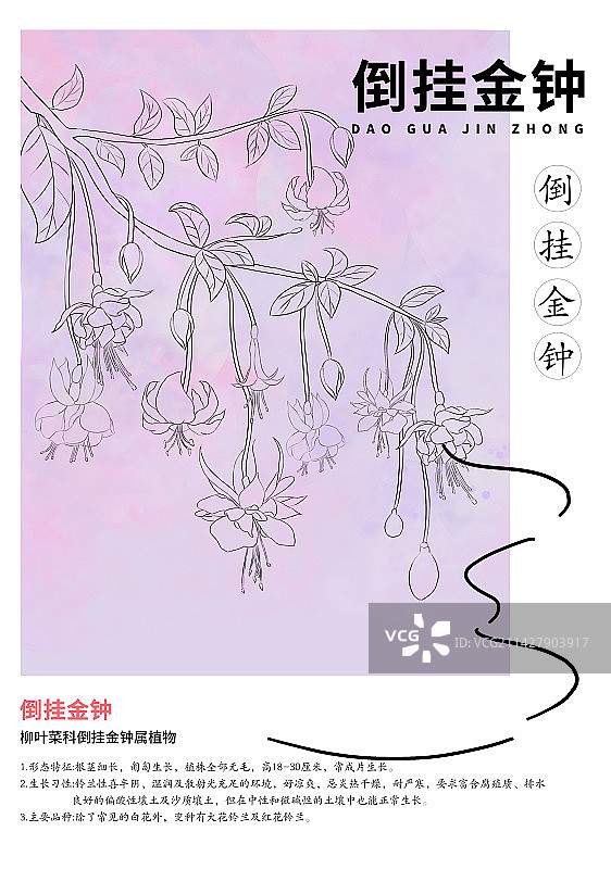 倒挂金钟线稿设计海报图片素材