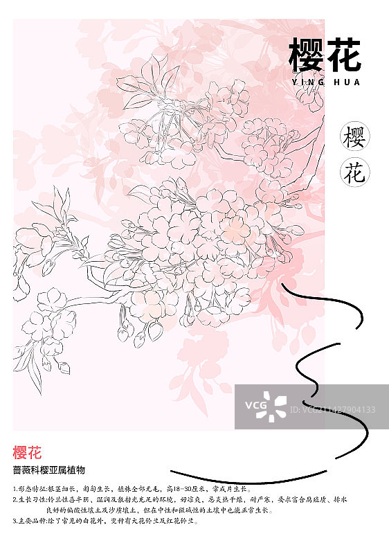 樱花线稿设计海报图片素材