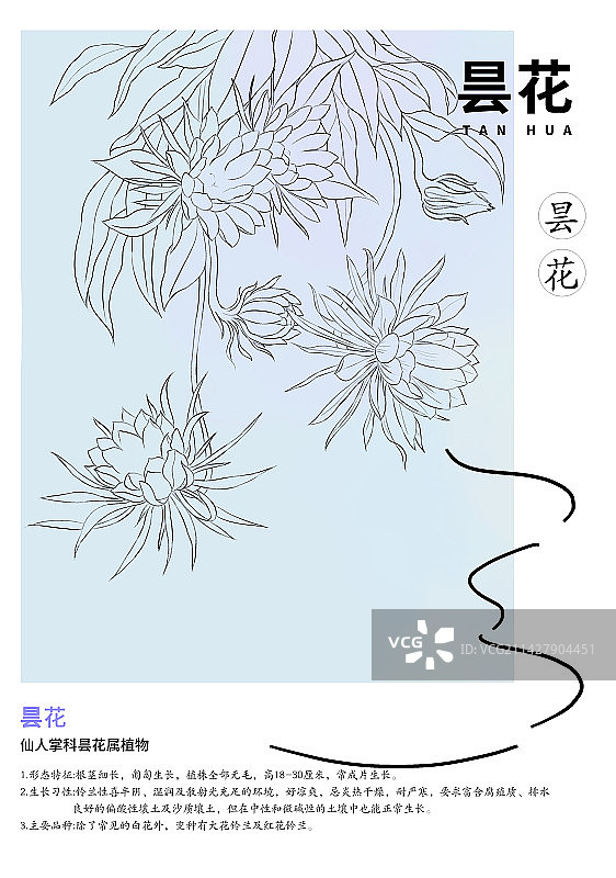 昙花线稿设计海报图片素材