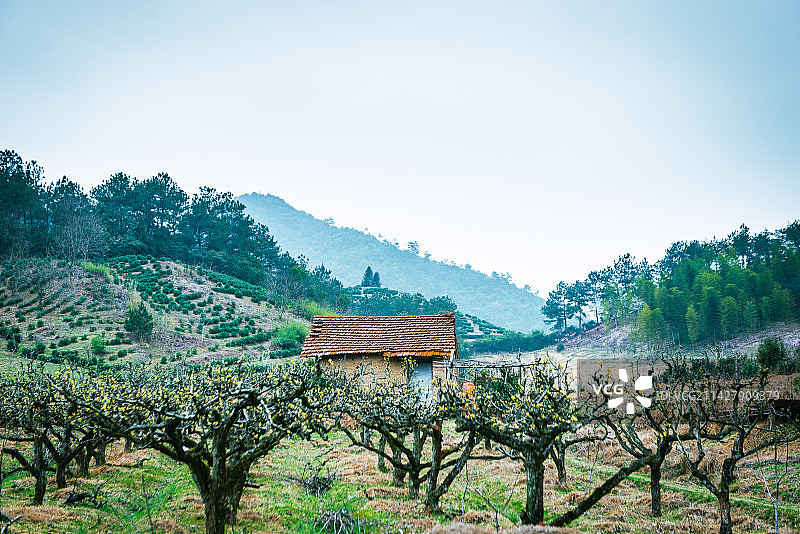 农田山梨树道路农房瓦房山茶树园红色瓦房图片素材