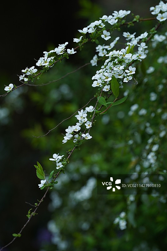 春天白色小花 珍珠绣线菊 微距特写图片素材