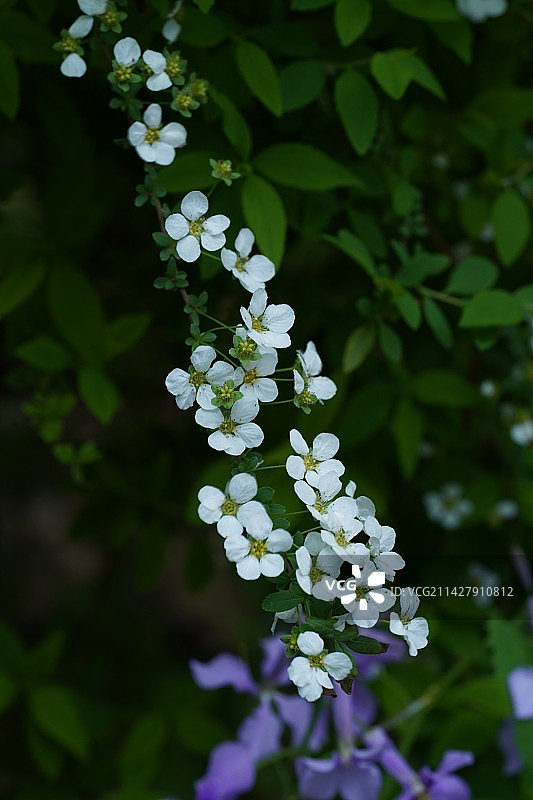 春天白色小花 珍珠绣线菊 微距特写图片素材
