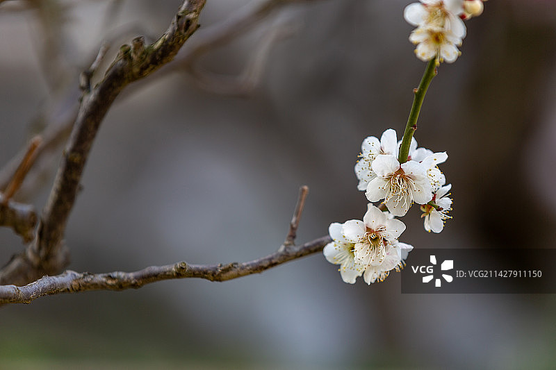 著名赏梅胜地江苏省无锡市荣氏梅园梅花盛开风光图片素材