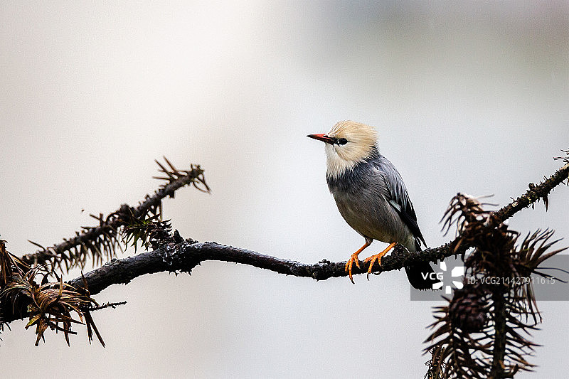 丝光椋鸟图片素材