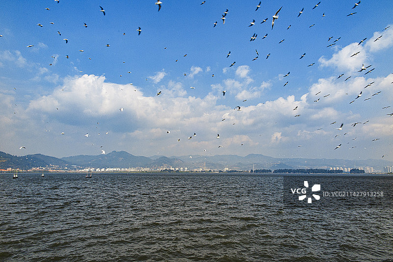 中国云南昆明滇池海埂公园，海鸥、滇池、西山、睡美人图片素材