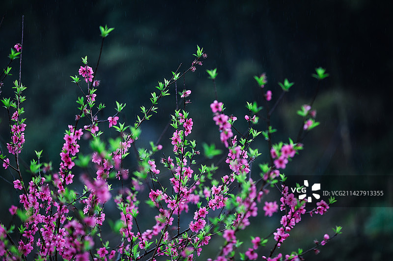 应是绿肥红瘦图片素材