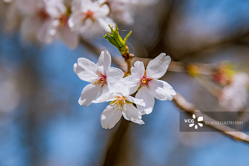 南京林业大学·樱花盛开图片素材