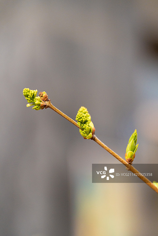 杞柳柳树红皮柳簸箕柳柳条开花特写镜头图片素材