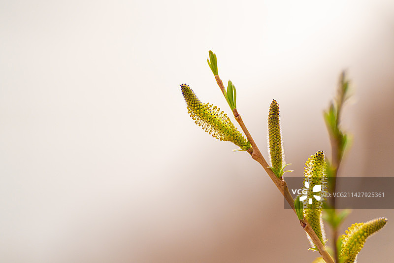 杞柳柳树红皮柳簸箕柳柳条开花特写镜头图片素材