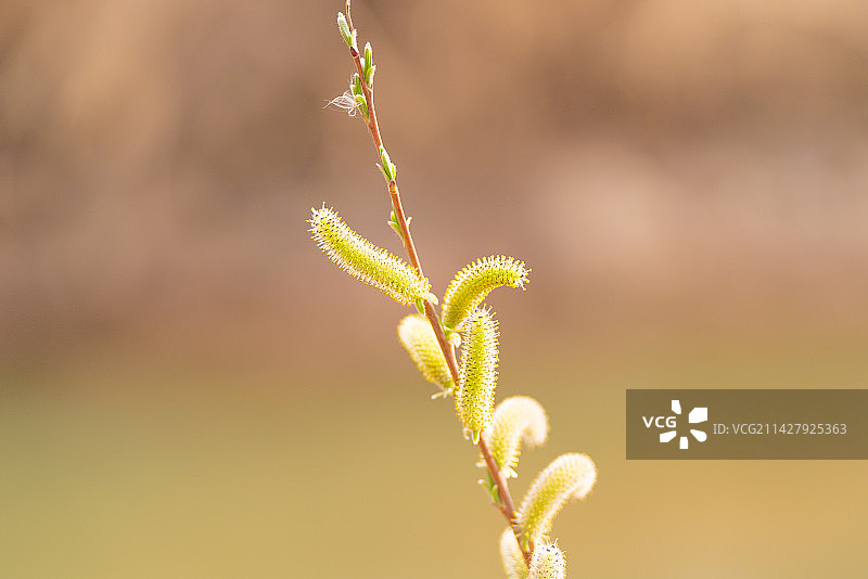 杞柳柳树红皮柳簸箕柳柳条开花特写镜头图片素材