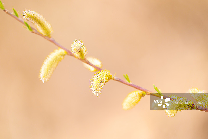 杞柳柳树红皮柳簸箕柳柳条开花特写镜头图片素材