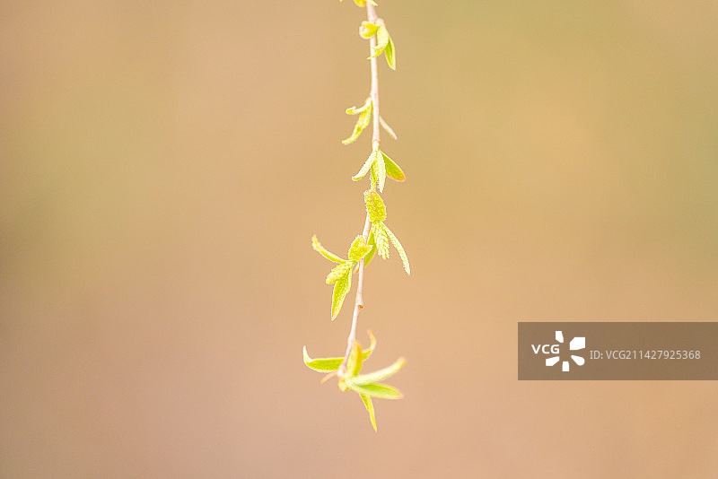 杞柳柳树红皮柳簸箕柳柳条开花特写镜头图片素材