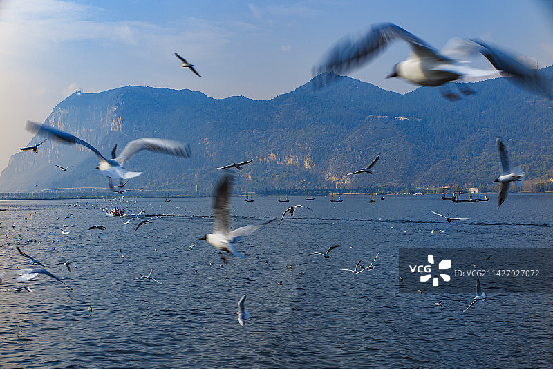 中国云南昆明滇池海埂公园，海鸥、滇池、西山、游船、睡美人、蓝天白云图片素材