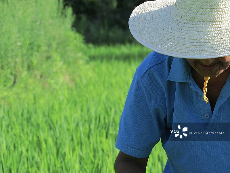 水稻田里低头劳作的农民图片素材