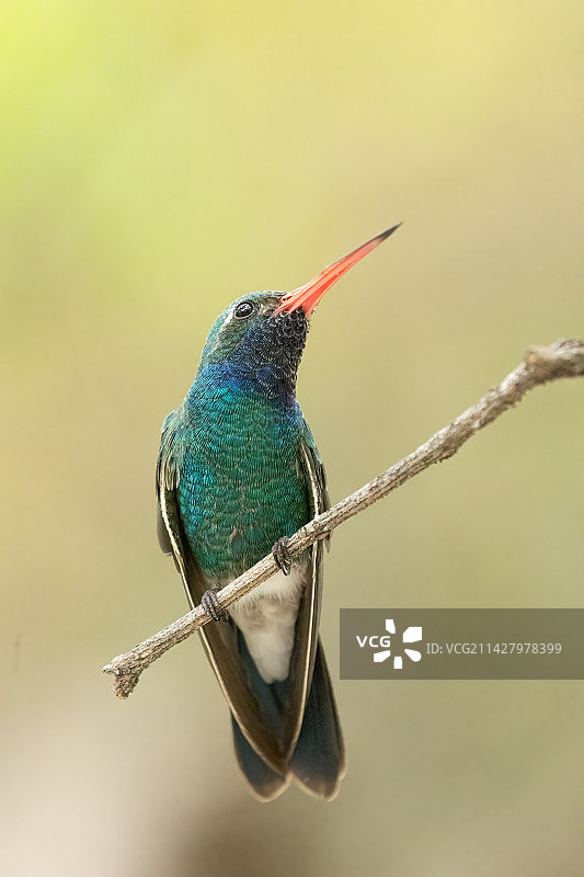 蓝绿蜂鸟图片素材