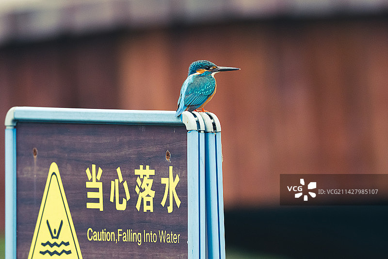 当心落水-翠鸟站岗。图片素材