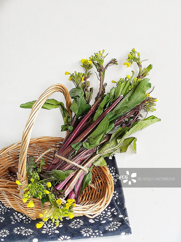 紫菜苔图片素材