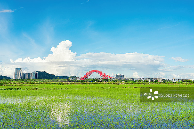 南沙明珠湾大桥与水稻图片素材