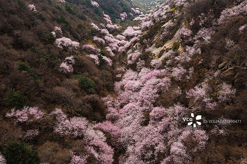 西安三凤山桃花谷图片素材