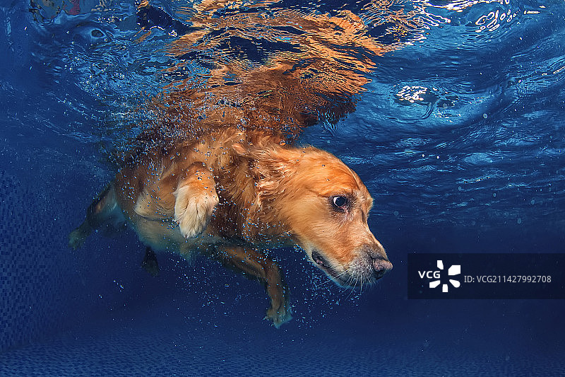 水下拍摄的金毛寻回犬图片素材