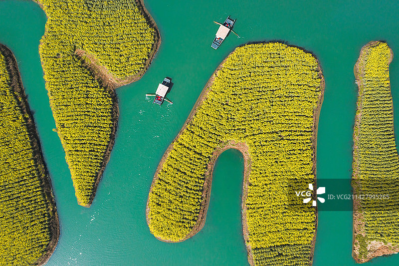 航拍江苏兴化千垛景区水上油菜花海图片素材
