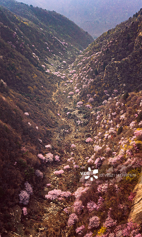 三凤山桃花谷图片素材