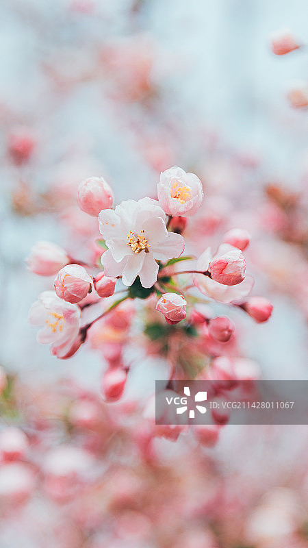 在春天盛开的垂丝海棠花特写图片素材