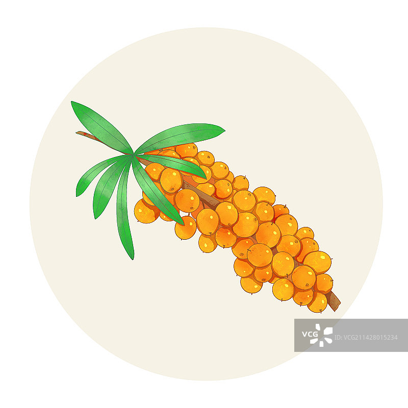 手绘水彩水果沙棘插画图片素材