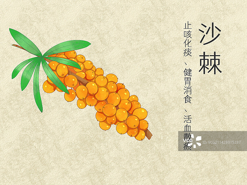 手绘水彩水果沙棘插画图片素材