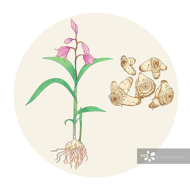 手绘水彩中药药材白芨插画图片素材