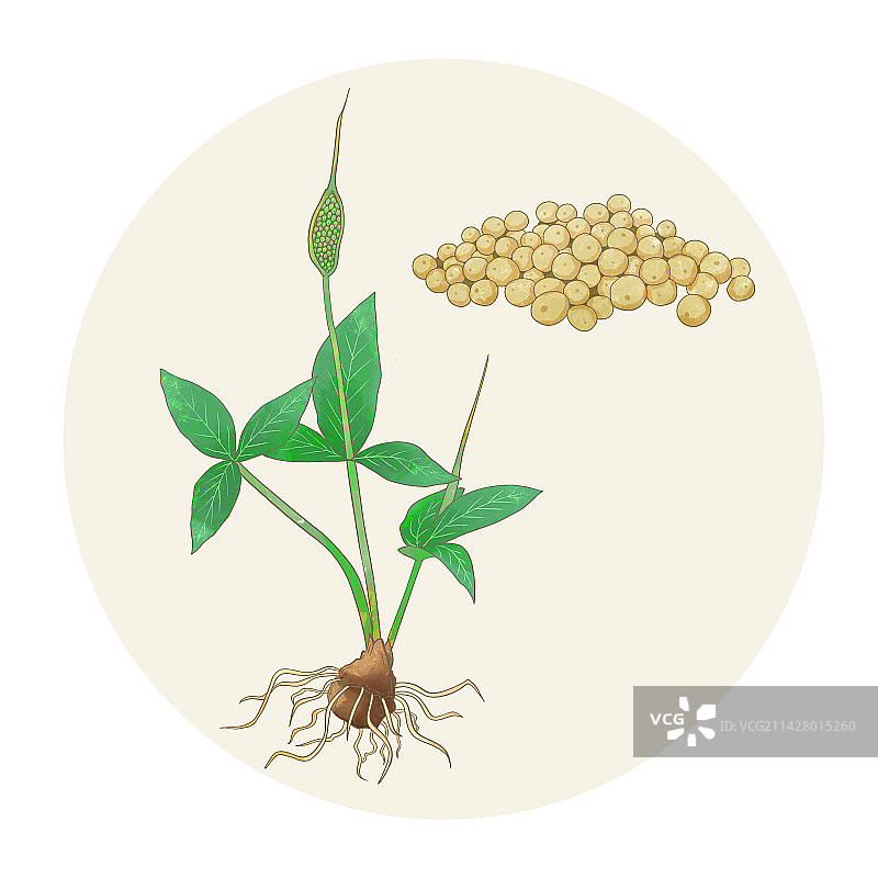 手绘水彩中药药材半夏插画图片素材