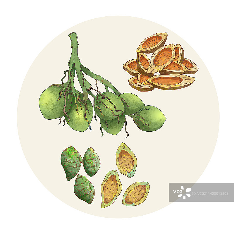 手绘水彩中药药材大腹皮插画图片素材