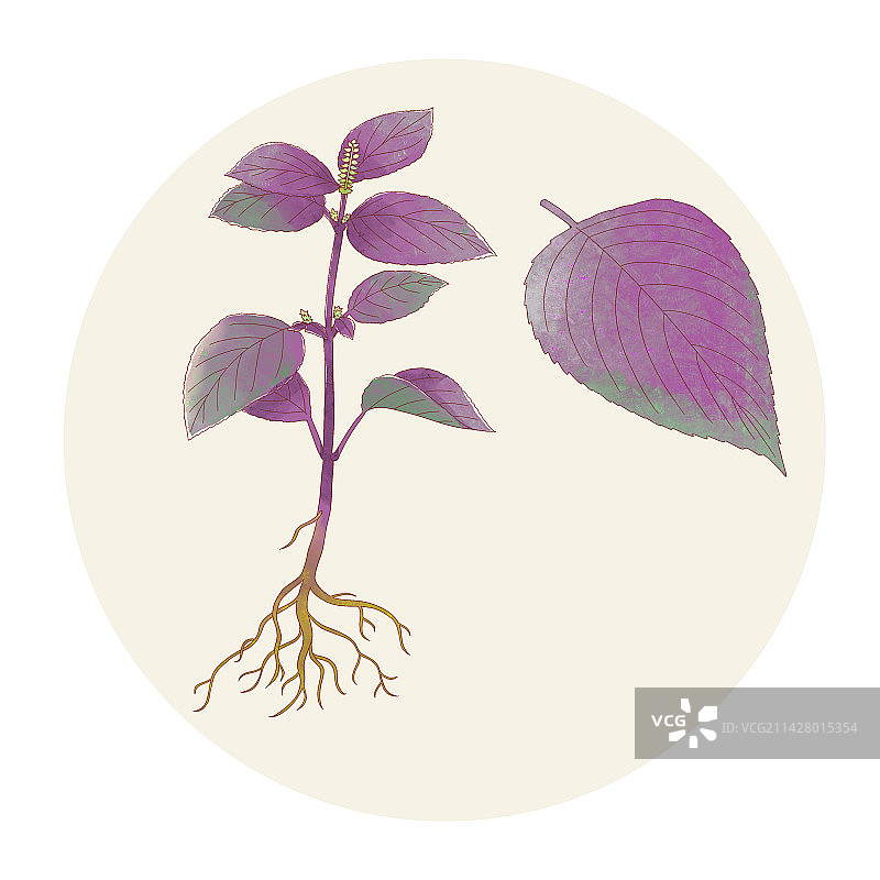 手绘水彩中药药材紫苏叶插画图片素材