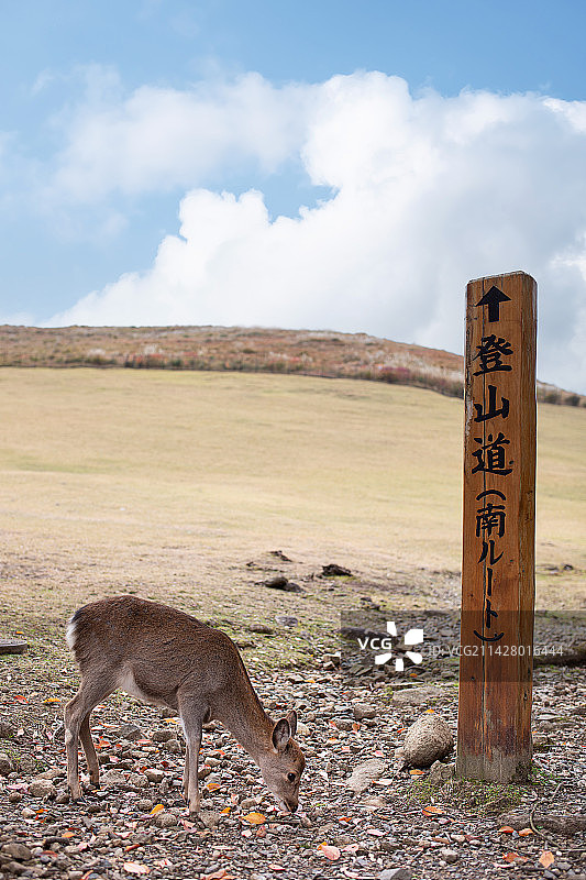 日本奈良若草山上的小鹿图片素材