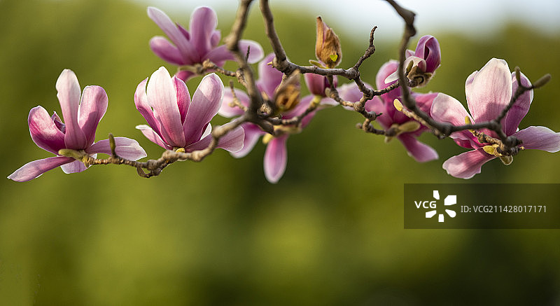 玉兰花开(5)图片素材