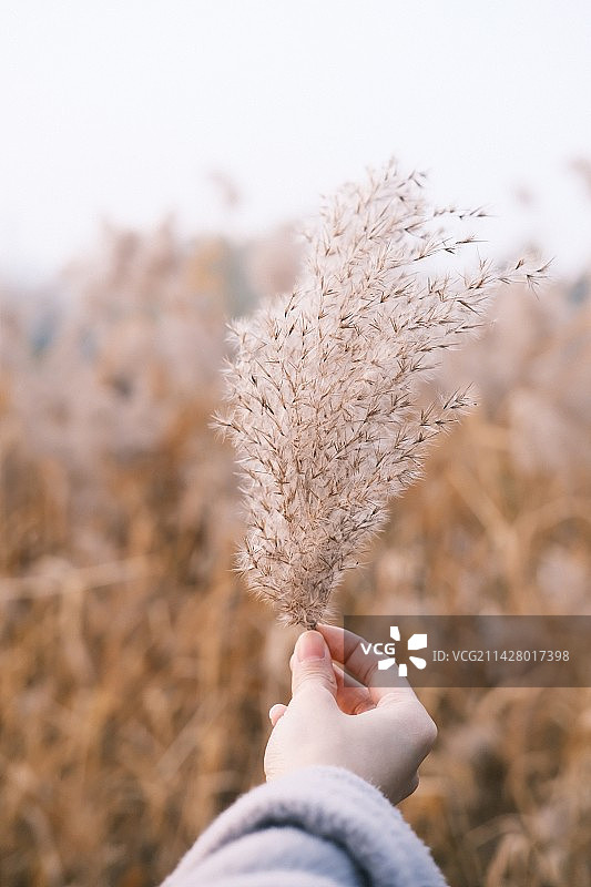 不规则手持植物芦苇图片素材