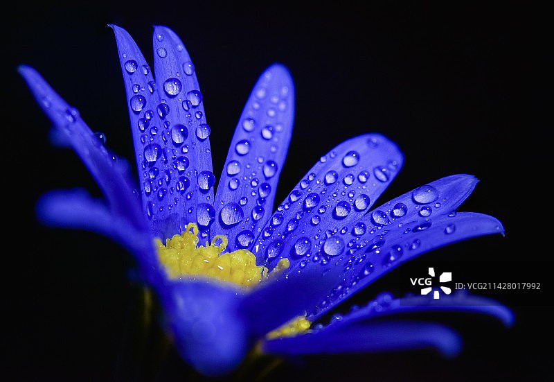 小雏菊图片素材