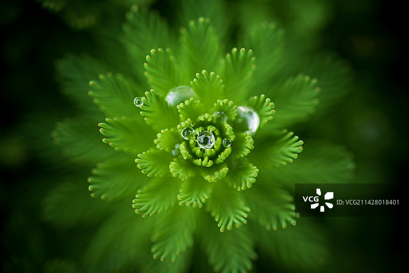 俯拍绿色的乌苏里狐尾藻图片素材