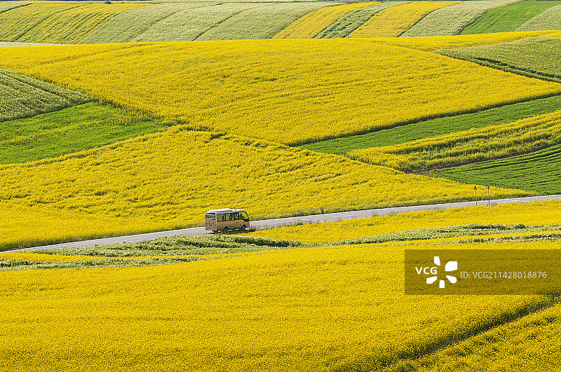 中国青海省祁连县卓尔山风景区夏天的油菜花风光图片素材