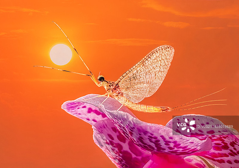 沐浴朝阳图片素材