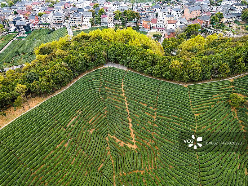 杭州龙坞茶镇图片素材
