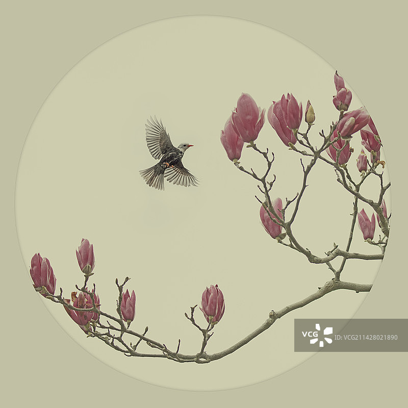 由来不去争香地，一待花开胜满春图片素材